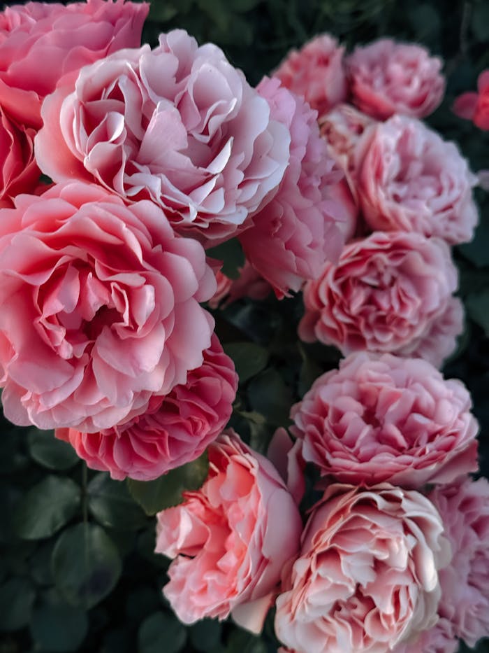 gallery-4 Close-up of beautiful pink roses in full bloom with lush greenery.